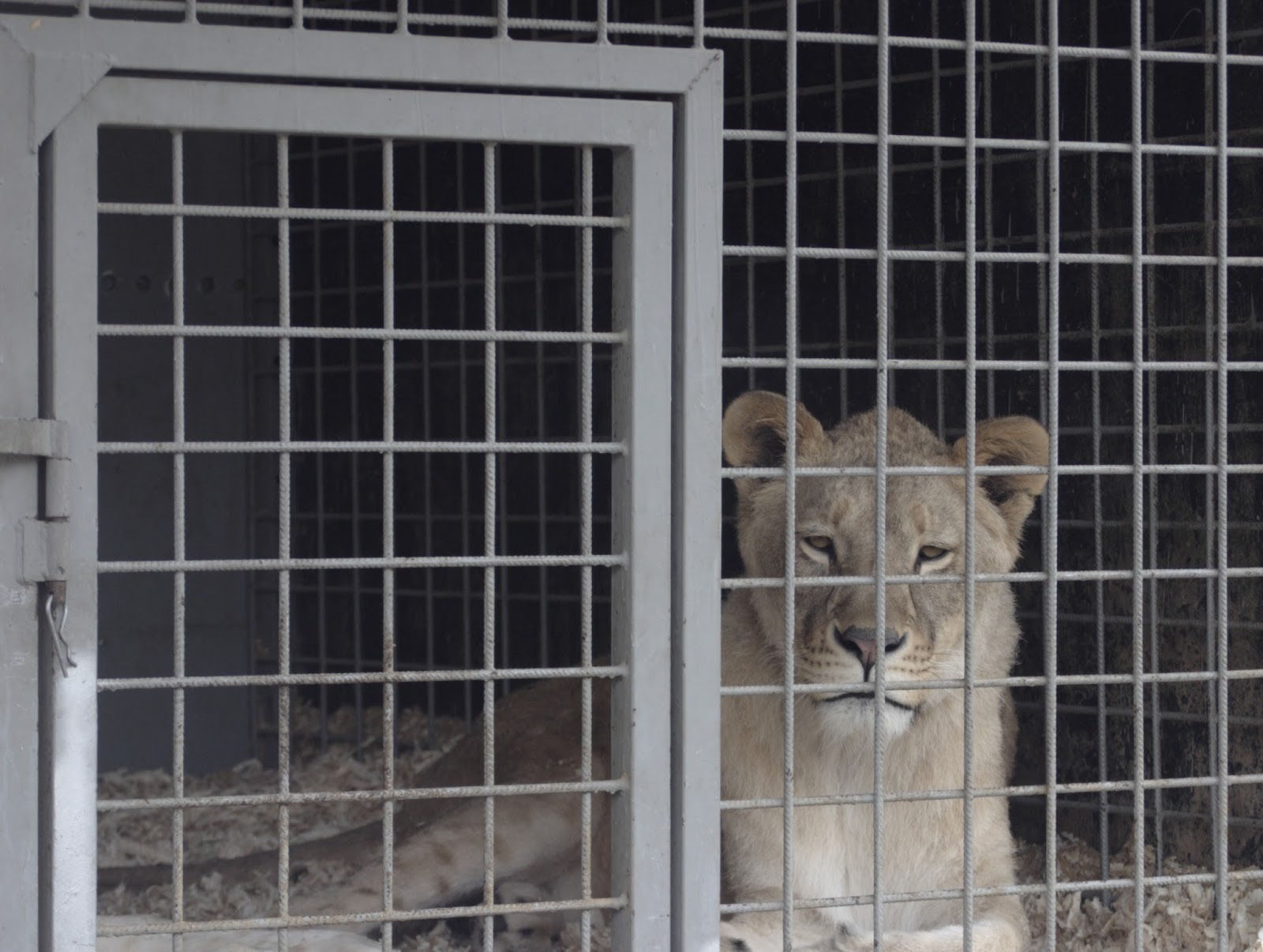 Velbloudi Bagdád a Sindibád