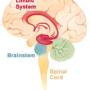 brain_limbicsystem.jpg