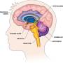 brain_cross_section_deeper_structure.jpg