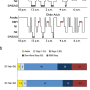 typical-sleep-histogram-a-and-stage-distribution-b-in-young-and-older-adults-example.png