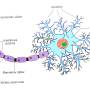 neuron.jpg