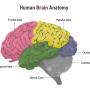 brain_lobes_anatomy.jpg
