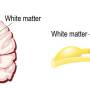 brain_spine_gray_and_white_matter.jpg