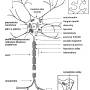 neuron_struktura.jpg