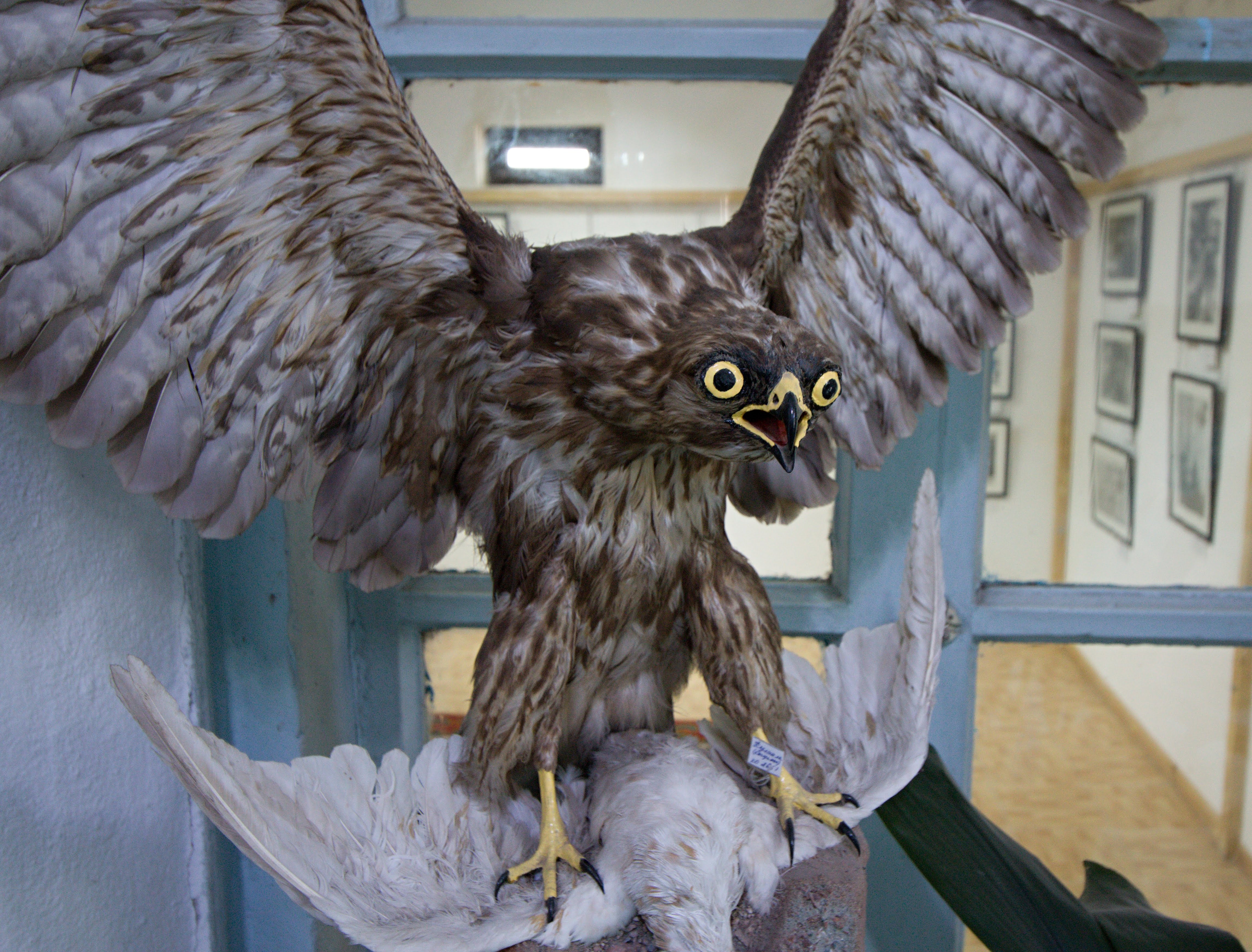 Exponáty karakolského muzea